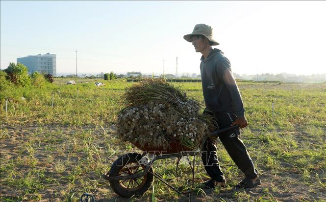 Tỏi sau khi thu hoạch sẽ được buộc thành từng chùm để dễ vận chuyển về nhà. Ảnh: Quốc Khánh - TTXVN