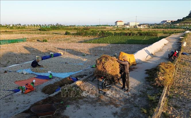 Một phần tỏi tươi sau khi thu hoạch được chở về nhà. Một phần sẽ được phơi khô, đợi khi giá cao bán tăng thêm thu nhập. Ảnh: Quốc Khánh - TTXVN