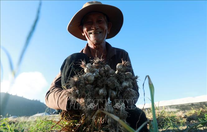 Niềm vui của người nông dân Lý Sơn khi tỏi được mùa, được giá. Ảnh: Quốc Khánh - TTXVN