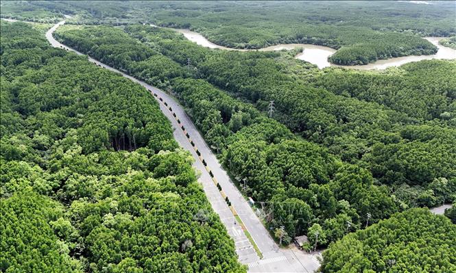 The winding road cuts through dense, lush mangrove forests, creating a stunning natural landscape. VNA Photo: Hồng Đạt 