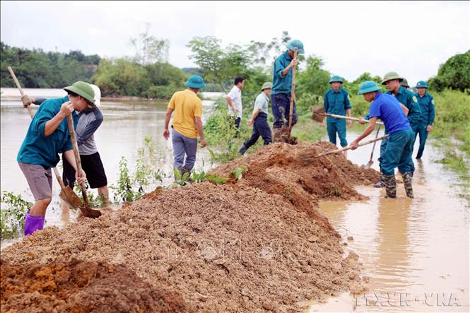 Dân quân tự vệ đắp đê bao ngòi Giành, xã Tuy Lộc, huyện Cẩm Khê, tỉnh Phú Thọ, khắc phục hậu quả của cơn bão số 3 (9/2024). Ảnh: Tạ Toàn – TTXVN