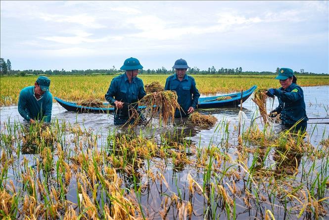 Dân quân tự vệ xã Khánh Bình Đông, huyện Trần Văn Thời, tỉnh Cà Mau giúp người dân gặt lúa, khắc phục hậu quả ngập úng do mưa lớn kéo dài (10/2020). Ảnh: Huỳnh Anh – TTXVN