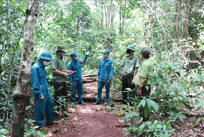 Lực lượng dân quân huyện Ia Grai, tỉnh Gia Lai tích cực đồng hành với lực lượng kiểm lâm trong công tác quản lý, bảo vệ rừng (5/2022). Ảnh: Hồng Điệp – TTXVN