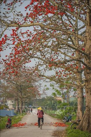 Con đường hoa gạo nở rộ ở huyện Yên Mô, Ninh Bình. Ảnh: Khánh Hoà – TTXVN 