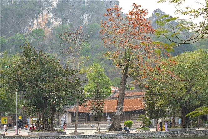  Sắc đỏ của cây gạo cổ thụ nở rộ tạo một điểm nhấn cho Chùa Thầy vào mỗi dịp tháng Ba hằng năm. Ảnh: Khánh Hoà – TTXVN 