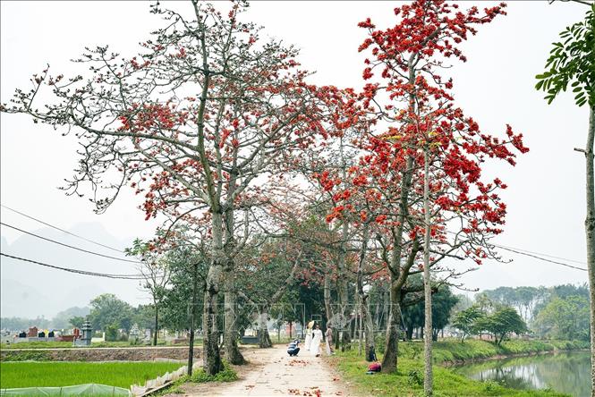 Hoa gạo đỏ rực ở thôn Đoan Nữ, xã Mỹ An, huyện Mỹ Đức, Hà Nội. Ảnh: Khánh Hoà – TTXVN 