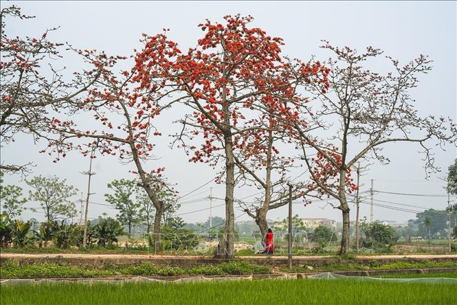 Hoa gạo đỏ rực ở thôn Đoan Nữ, xã Mỹ An, huyện Mỹ Đức, Hà Nội. Ảnh: Khánh Hoà – TTXVN 