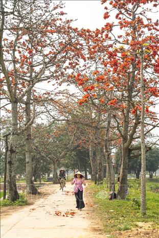 Hoa gạo đỏ rực ở thôn Đoan Nữ, xã Mỹ An, huyện Mỹ Đức, Hà Nội. Ảnh: Khánh Hoà – TTXVN 