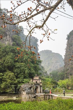 Cây gạo cổ thụ (xã Ninh Hải, thành phố Hoa Lư, Ninh Bình) nằm bên trái khi bước qua cổng chùa Bích Động, là điểm nhấn, góp phần tô đậm thêm sự cổ kính, thanh tịnh và huyền bí của ngôi chùa giữa cảnh non nước hữu tình, đầy thơ mộng. Ảnh: Khánh Hoà – TTXVN 