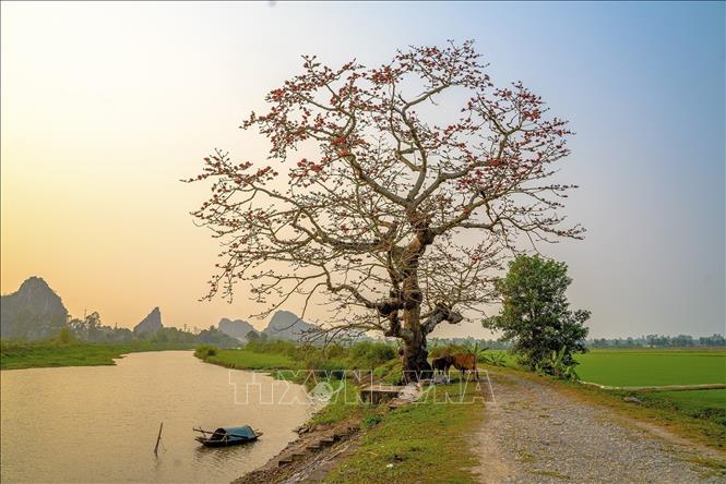 Cây gạo đỏ rực một vùng trời gắn liền với khung cảnh êm đềm, từ lâu trở thành linh hồn của mỗi làng quê, gắn với ký ức của những người con xa quê nhớ về nguồn cội. Ảnh: Khánh Hoà – TTXVN 