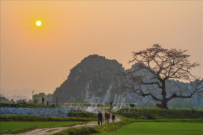 Cây gạo đỏ rực một vùng trời gắn liền với khung cảnh êm đềm, từ lâu trở thành linh hồn của mỗi làng quê, gắn với ký ức của những người con xa quê nhớ về nguồn cội. Ảnh: Khánh Hoà – TTXVN 