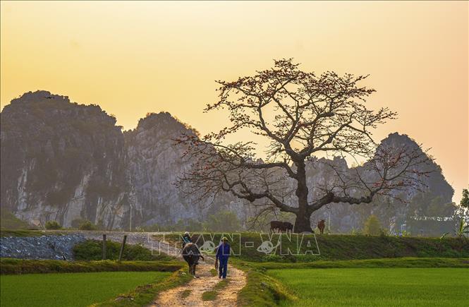 Cây gạo đỏ rực một vùng trời gắn liền với khung cảnh êm đềm, từ lâu trở thành linh hồn của mỗi làng quê, gắn với ký ức của những người con xa quê nhớ về nguồn cội. Ảnh: Khánh Hoà – TTXVN 