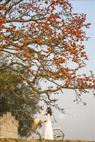 Mỗi độ tháng Ba về, cây gạo miếu Bà Cô (thôn Tân Mỹ, xã Lãng Sơn, TP Bắc Giang) đỏ rực một góc trời. Ảnh: Khánh Hoà – TTXVN 