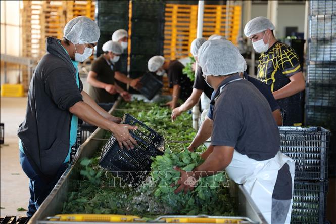 Công nhân vệ sinh rau hữu cơ trước khi xuất xưởng tại Tập đoàn nông nghiệp Highland Queen, bang Guanajuato, Mexico. Ảnh: Phi Hùng - PV TTXVN tại Mexico   

