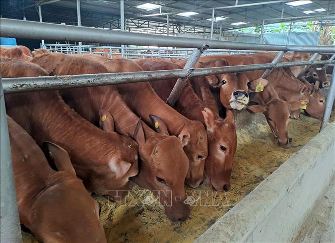 Trang trại chăn nuôi bò vàng H’Mông tại Hợp tác xã Cát Lý. Ảnh: Đức Thọ - TTXVN