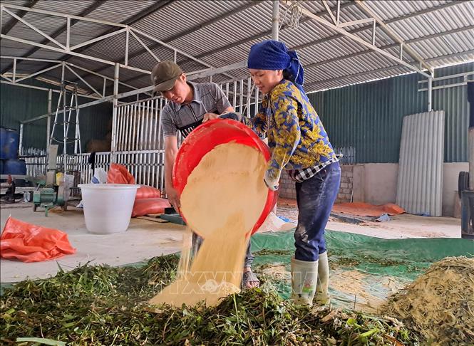Chăm sóc bò vàng H’Mông tại Hợp tác xã Cát Lý. Ảnh: Đức Thọ - TTXVN