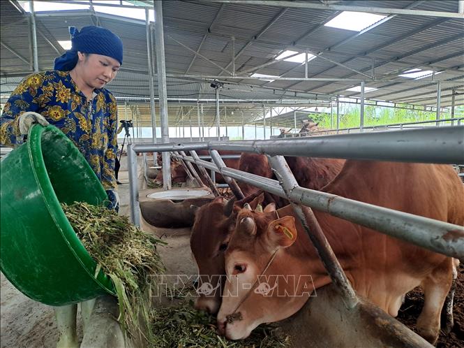  Chăm sóc bò vàng H’Mông tại Hợp tác xã Cát Lý. Ảnh: Đức Thọ - TTXVN