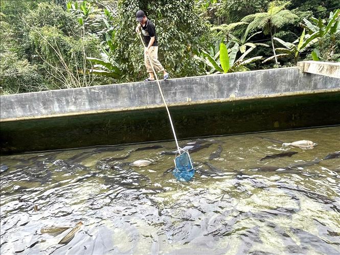 Gia đình chị Nguyễn Thị Lân, thôn Làng Bang, xã Đại Sơn là một trong những hộ đầu tiên nuôi cá tầm nước lạnh tại huyện Văn Yên. Ảnh: Tiến Khánh - TTXVN