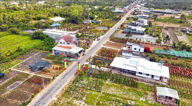 Huyện Chợ Lách, tỉnh Bến Tre là vùng sản xuất cây giống lớn nhất cả nước với diện tích khoảng 1.500ha, mỗi năm cung ứng cho thị trường từ 17 - 20 triệu cây giống các loại. Ảnh: Vũ Sinh – TTXVN