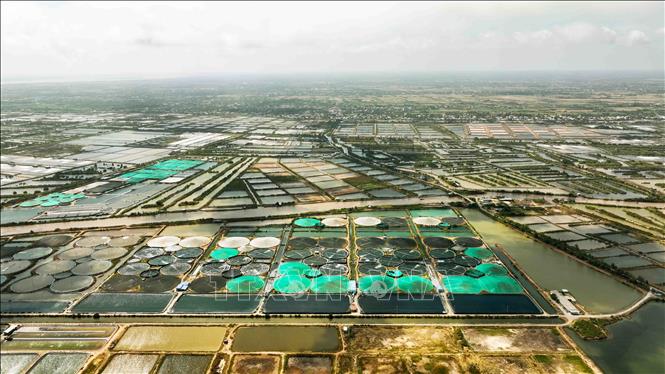 Hiện nay, Bến tre có khoảng 36.000 ha nuôi tôm nước lợ, trong đó 12.500 ha nuôi tôm thâm canh có ứng dụng công nghệ cao ở các huyện Ba Tri, Bình Đại và Thạnh Phú, sản lượng ước đạt 50.000 tấn/năm. Ảnh: Vũ Sinh – TTXVN