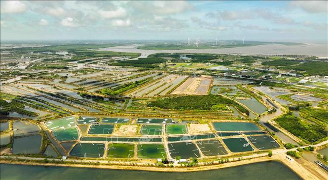Hiện nay, Bến tre có khoảng 36.000 ha nuôi tôm nước lợ, trong đó 12.500 ha nuôi tôm thâm canh có ứng dụng công nghệ cao ở các huyện Ba Tri, Bình Đại và Thạnh Phú, sản lượng ước đạt 50.000 tấn/năm. Ảnh: Vũ Sinh – TTXVN