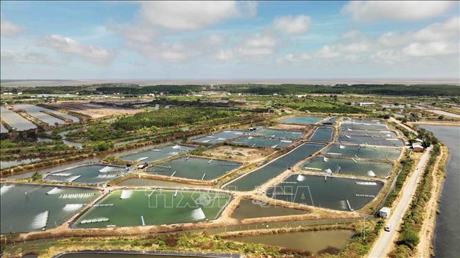 Hiện nay, Bến tre có khoảng 36.000 ha nuôi tôm nước lợ, trong đó 12.500 ha nuôi tôm thâm canh có ứng dụng công nghệ cao ở các huyện Ba Tri, Bình Đại và Thạnh Phú, sản lượng ước đạt 50.000 tấn/năm. Ảnh: Vũ Sinh – TTXVN