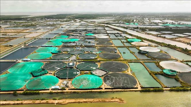 Hiện nay, Bến tre có khoảng 36.000 ha nuôi tôm nước lợ, trong đó 12.500 ha nuôi tôm thâm canh có ứng dụng công nghệ cao ở các huyện Ba Tri, Bình Đại và Thạnh Phú, sản lượng ước đạt 50.000 tấn/năm. Ảnh: Vũ Sinh – TTXVN
