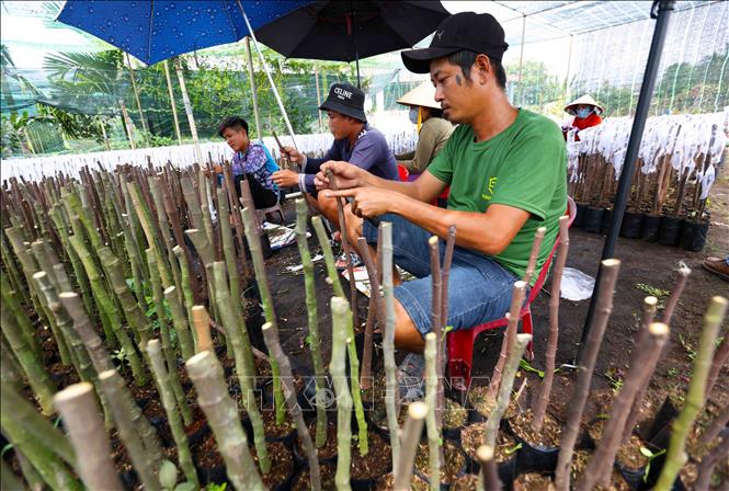 Sản xuất cây giống bằng phương pháp ghép mắt ở HTX cây giống hoa kiểng Phú Sơn, xã Phú Sơn, huyện Chợ Lách, tỉnh Bến Tre. Ảnh: Vũ Sinh – TTXVN