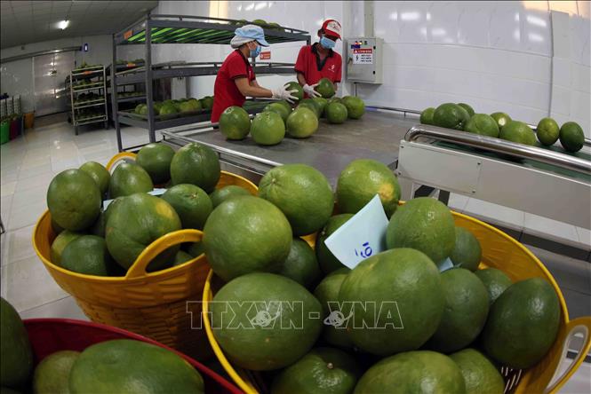 Sơ chế, bảo quản sản phẩm bưởi da xanh xuất khẩu ở nhà máy của Công ty Vina T&T Group Bến Tre, thành phố Bến Tre. Ảnh: Vũ Sinh – TTXVN