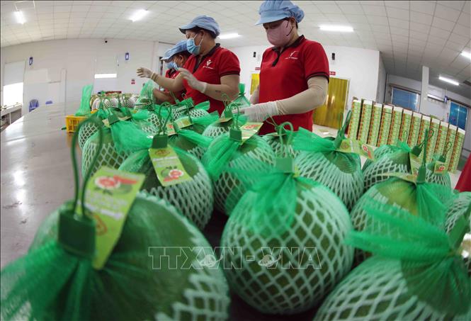 Đóng gói, bảo quản sản phẩm bưởi da xanh xuất khẩu ở nhà máy của Công ty Vina T&T Group Bến Tre, thành phố Bến Tre. Ảnh: Vũ Sinh – TTXVN