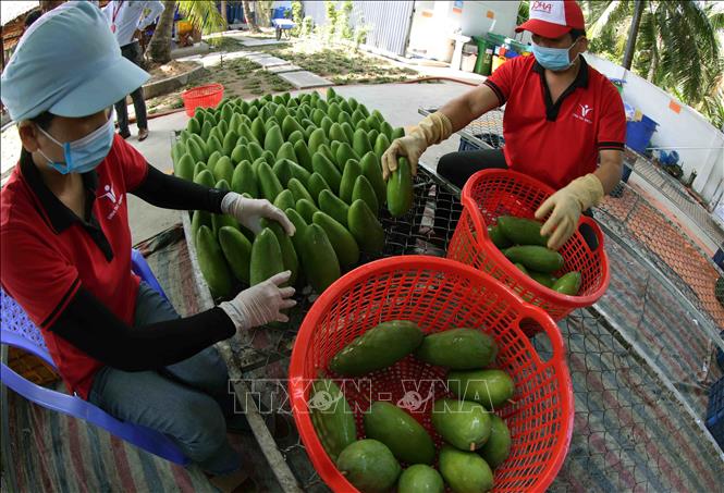 Sơ chế, bảo quản sản phẩm xoài xanh xuất khẩu ở nhà máy của Công ty Vina T&T Group Bến Tre, thành phố Bến Tre. Ảnh: Vũ Sinh – TTXVN