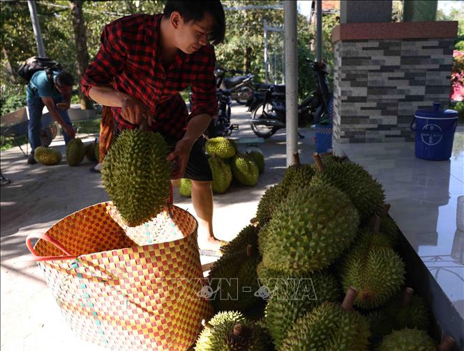 Sản phẩm sầu riêng trái vụ ở xã Tân Phú, huyện Châu Thành được hưởng lợi từ công trình cống thuỷ lợi Tân Phú. Ảnh: Vũ Sinh – TTXVN