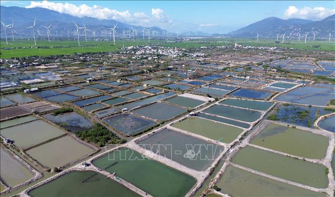Nuôi trồng thủy sản, một trong những thế mạnh phát triển kinh tế của tỉnh Ninh Thuận. Ảnh: Trần Việt - TTXVN