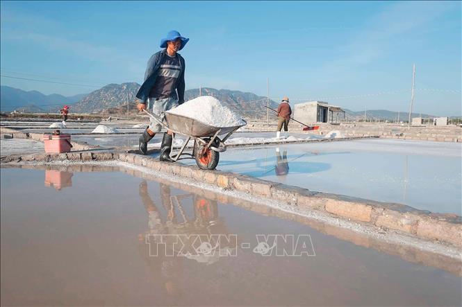 Thu hoạch muối tại huyện Ninh Hải, Ninh Thuận. Ảnh: Minh Quyết - TTXVN