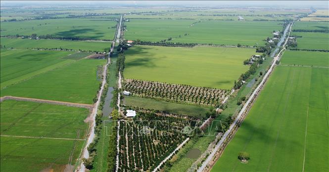 Canals on rice fields in Dong Thap. VNA Photo: Nhựt An