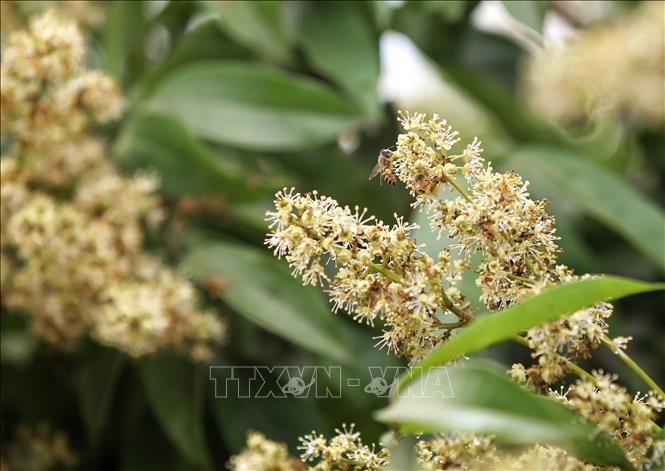 Hoa vải chín sớm thu hút ong đến. Ảnh: Danh Lam -TTXVN 