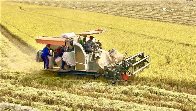 Farmers in Chau Thanh district, An Giang province harvest winter-spring crop. VNA Photo: Thanh Sang