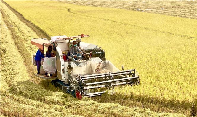 Farmers in Chau Thanh district, An Giang province harvest winter-spring crop. VNA Photo: Thanh Sang