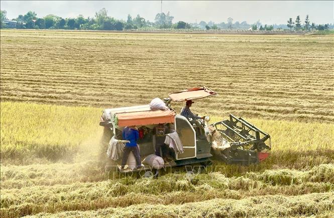 Farmers in Chau Thanh district, An Giang province harvest winter-spring crop. VNA Photo: Thanh Sang
