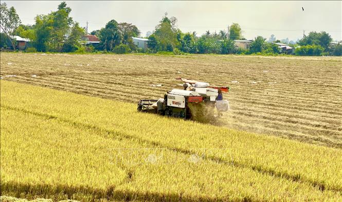 Farmers in Chau Thanh district, An Giang province harvest winter-spring crop. VNA Photo: Thanh Sang