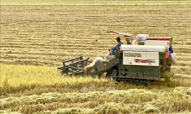 This year, the winter-spring crop had an average yield of 7.41 tonnes per hectare. VNA Photo: Thanh Sang