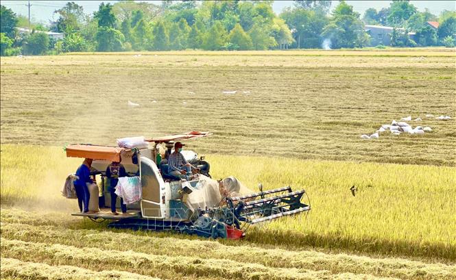 This year, the winter-spring crop had an average yield of 7.41 tonnes per hectare. VNA Photo: Thanh Sang