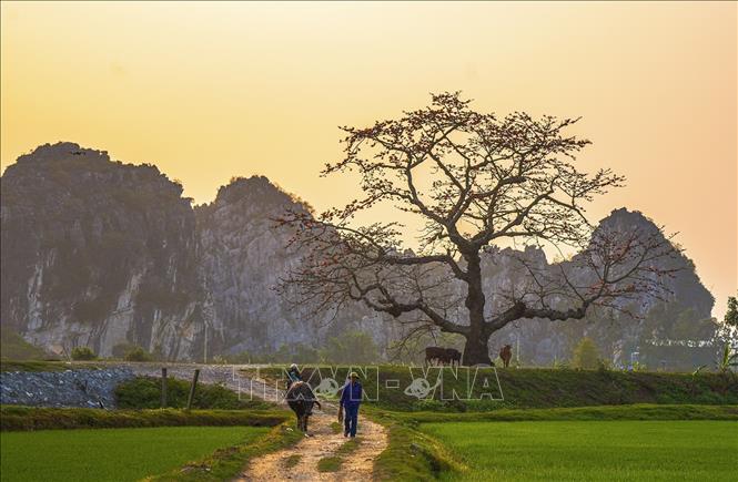 A serene scenery of Vietnamese countryside with blooming red silk cotton flowers. VNA Photo: Khánh Hoà 