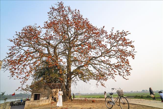 The red cotton tree next to Ba Co shrine in Bac Giang city was recognised as an ancient tree with historical-cultural value by the Vietnam Ornamental Creatures Association in 2021. VNA Photo: Khánh Hoà 