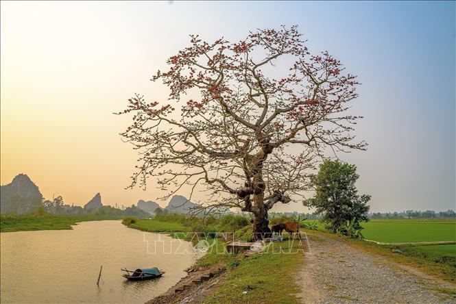 A serene scenery of Vietnamese countryside with blooming red silk cotton flowers. VNA Photo: Khánh Hoà 
