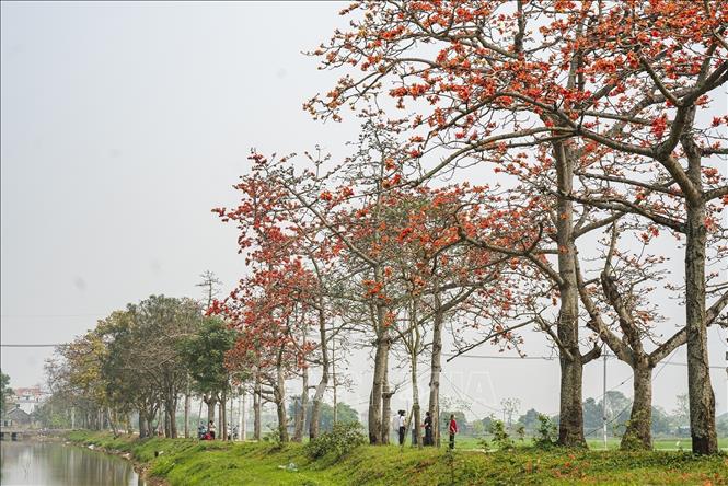 Blooming red silk cotton flowers on a road in Doan Nu hamlet, My Duc district, Hanoi. VNA Photo: Khánh Hoà 