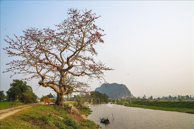 An old red silk cotton tree in Yen Mo district, Ninh Binh province. VNA Photo: Khánh Hoà 