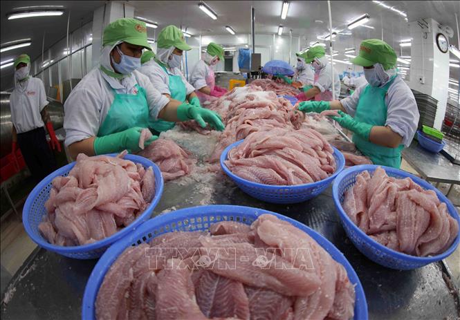 Phân loại sản phẩm cá tra phi lê ở nhà máy của Công ty CP Chế biến thuỷ sản Gò Đàng KCN Mỹ Tho, thành phố Mỹ Tho, tỉnh Tiền Giang. Ảnh: Vũ Sinh – TTXVN