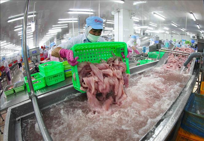 Chế biến cá tra xuất khẩu ở nhà máy của Công ty CP Chế biến thuỷ sản Gò Đàng khu công nghiệp Mỹ Tho, thành phố Mỹ Tho, tỉnh Tiền Giang. Ảnh: Vũ Sinh – TTXVN