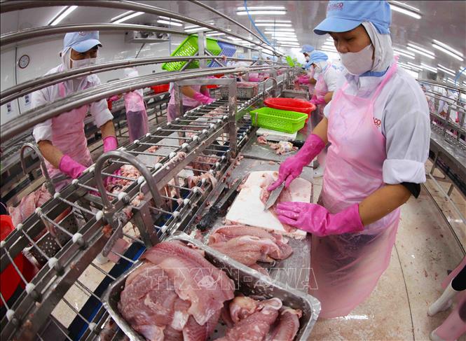 Chế biến cá tra xuất khẩu ở nhà máy của Công ty CP Chế biến thuỷ sản Gò Đàng khu công nghiệp Mỹ Tho, thành phố Mỹ Tho, tỉnh Tiền Giang. Ảnh: Vũ Sinh – TTXVN